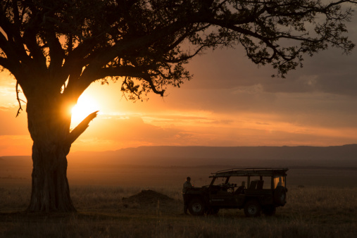 Safari scene in Kenya.  A large acacia tree hides the setting sun over the plains of the Masai Mara, Kenya