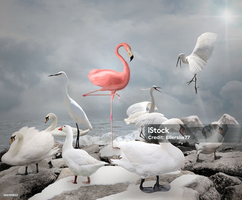 Hebe dich von der Masse ab – Flamingo und weiße Vögel - Lizenzfrei Gegen den Strom Stock-Foto