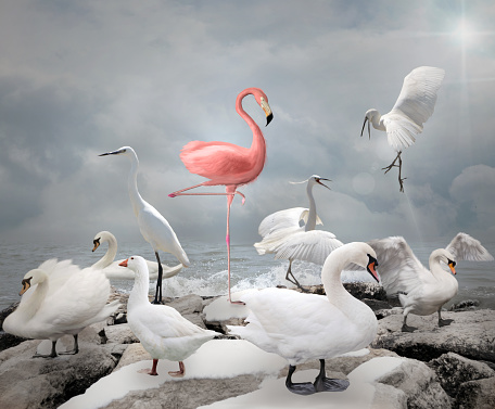 Destaquen entre una multitud de Flamingo y aves blanco photo
