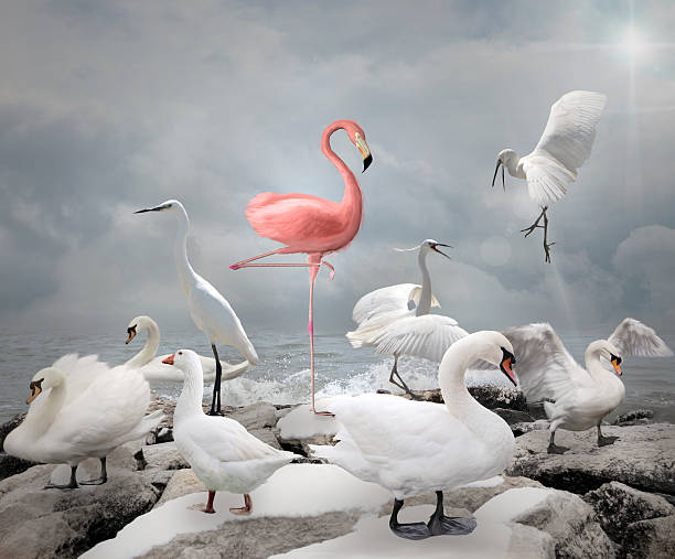 Stand out from a crowd - Flamingo and white birds Stand out from a crowd - Flamingo and white birds contrasts stock pictures, royalty-free photos & images