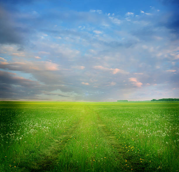 istock field of dandelions 506100943