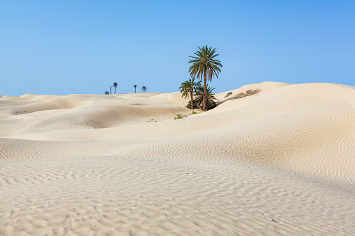 Sand Dunes near Douz (Kebili province) in Tunisia the gateway to the Sahara. Zaafrane, 12 km of Douz, where some ghostly ruins testify to a village swallowed up by the sands. Douz is a town in the Kebili Governorate in the south of Tunisia, known as the 