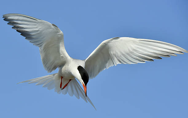 istock Adult common tern in flight on the blue sky background. 506102136