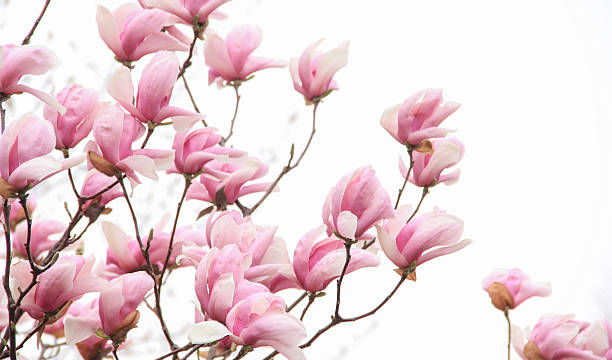 istock Pink magnolia blossom on white background 506102146