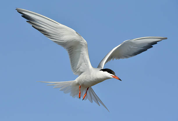 istock Adult common tern in flight on the blue sky background. Blue Sky background 506102274