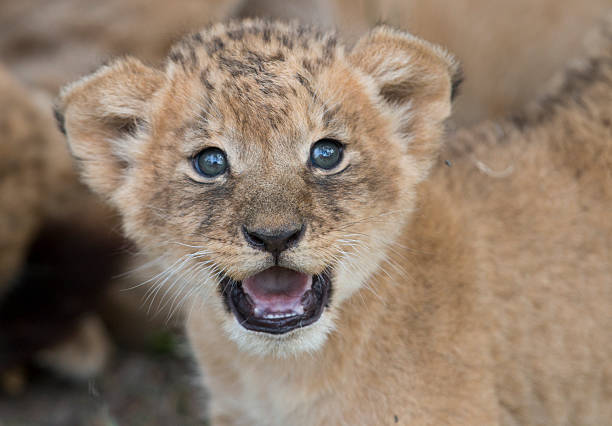 Lion cub portrait stock photo