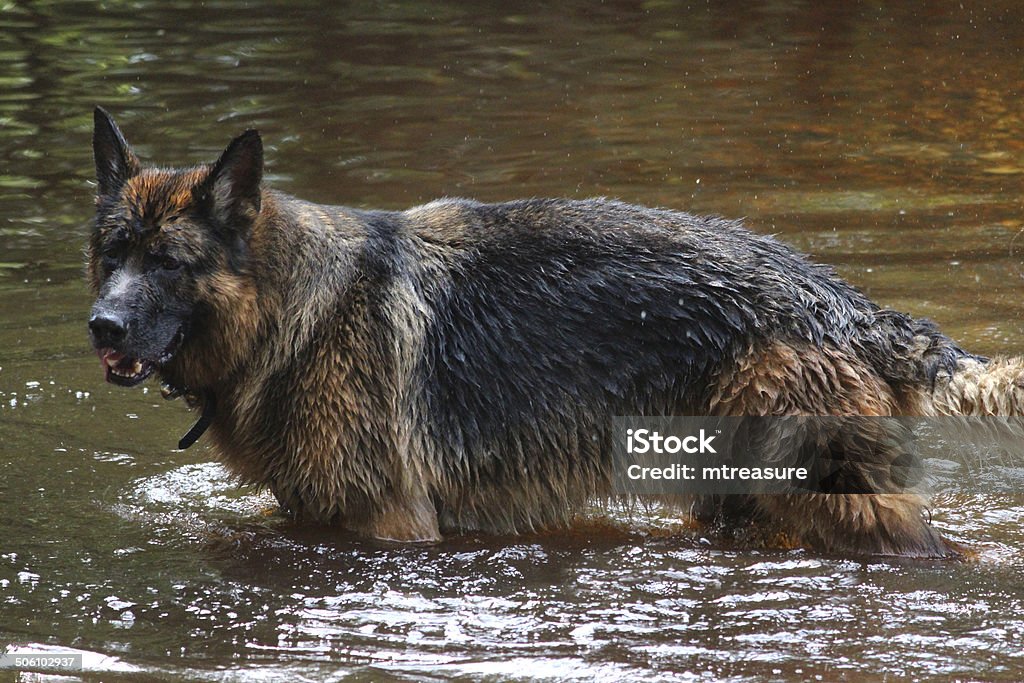 German shepherd dog image / Alsatian splashing, playing, swimming in river Photo showing a playful German shepherd dog (Alsatian) playing, splashing and swimming in a shallow river on a hot, sunny day.  The dog is chasing after a stick thrown by its owner, who is standing on the riverbank, watching and waiting for him to come bounding back through the water, before shaking itself dry. Alertness Stock Photo