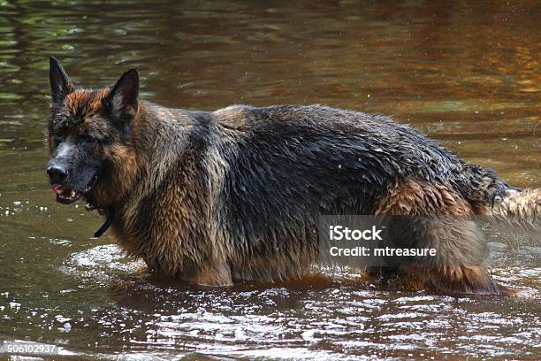 German Shepherd Dog Image Alsatian Splashing Playing Swimming In River Stock Photo - Download Image Now