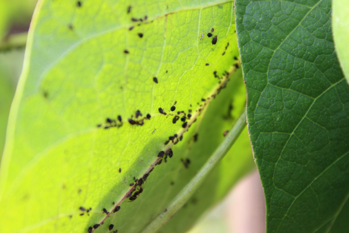 Photo showing a group of blackfly aphids feeding on the leaves of runner bean plants in a vegetable garden - sucking the sap from the leaf.  Blackflies are also known as 'black bean aphids' and 'Aphis fabae'.  This common garden insect is often a pest during the summer growing season.