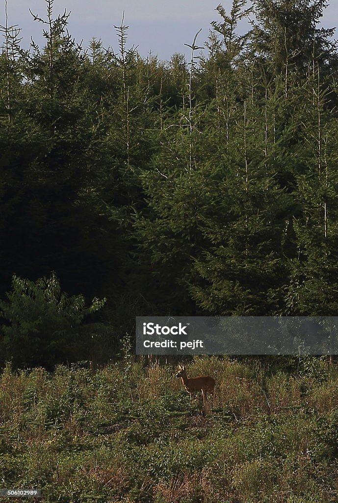 Roe deer a clearing in the forest Roe deer in a clearing in the forest Animal Stock Photo