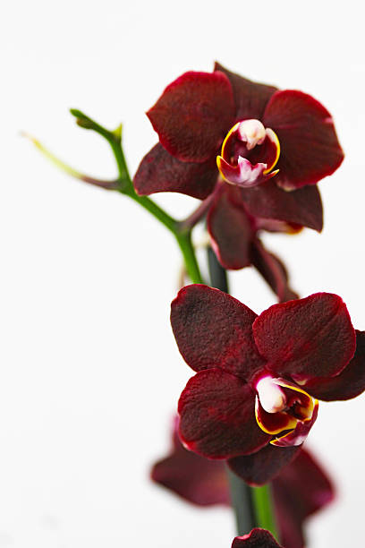 Burgundy orchid stock photo