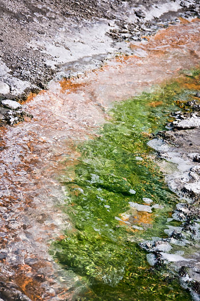 norris geyser basin, yellowstone national park, etats-unis - geothermy photos et images de collection