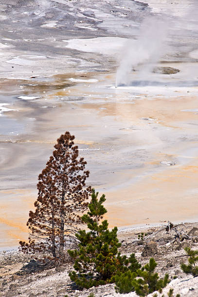 norris geyser basin, yellowstone national park, etats-unis - geothermy photos et images de collection