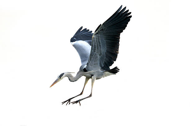 Grey Heron (Ardea cinerea) Grey Heron (Ardea cinerea) heron photos stock pictures, royalty-free photos & images