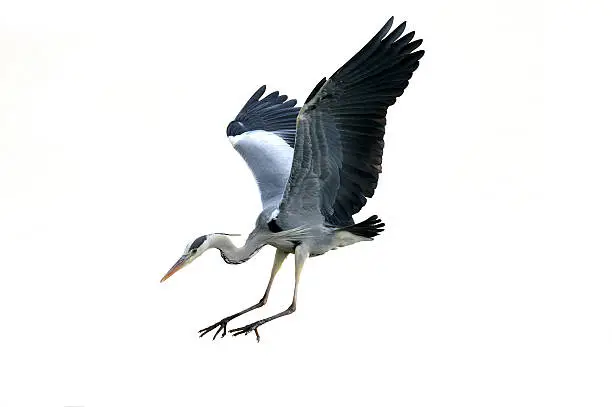 Photo of Grey Heron (Ardea cinerea)