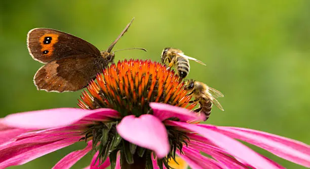 Photo of Gatekeeper butterfly and two bees