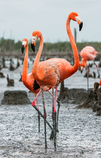 istock The American Flamingos 506103894