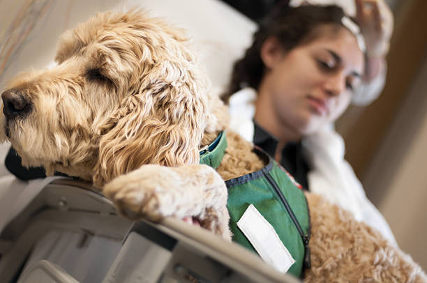 Pet therapy stock photo