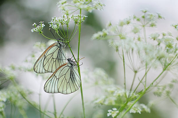 cavolaia - black veined white butterfly foto e immagini stock