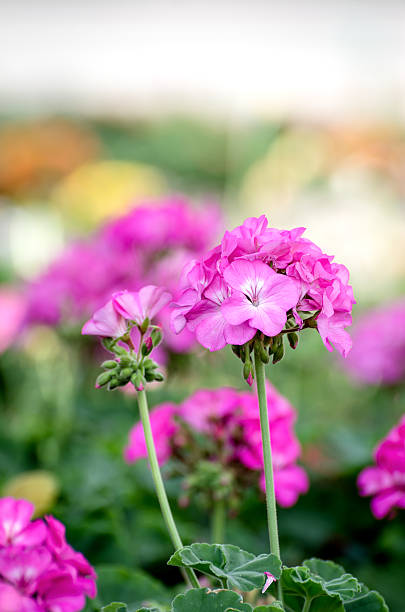 istock great bush of pink flower 506105024