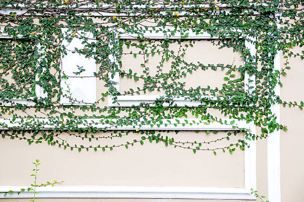istock wall green ivy plant. 506105222
