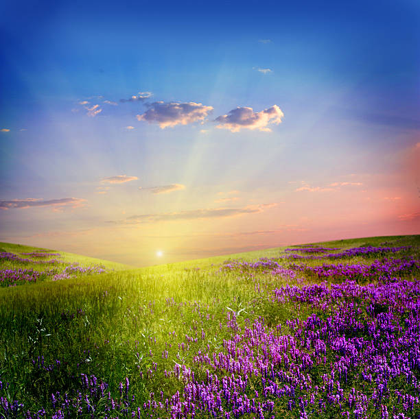 istock Rapeseed field and clouds in sky 506105757