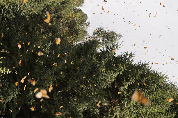istock Monarch Butterfly - Mariposa Monarca 506105910