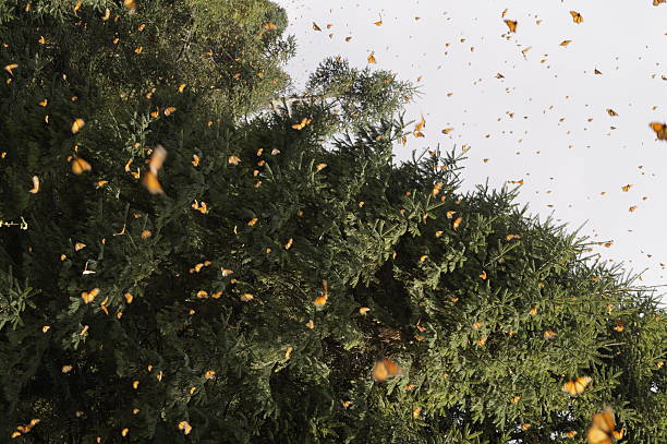 istock Monarch Butterfly - Mariposa Monarca 506106186