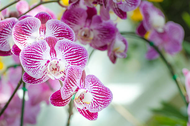 istock beautiful purple orchid - phalaenopsis 506106596