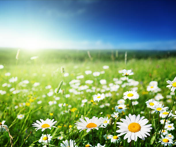 istock field of daisy flowers 506106669