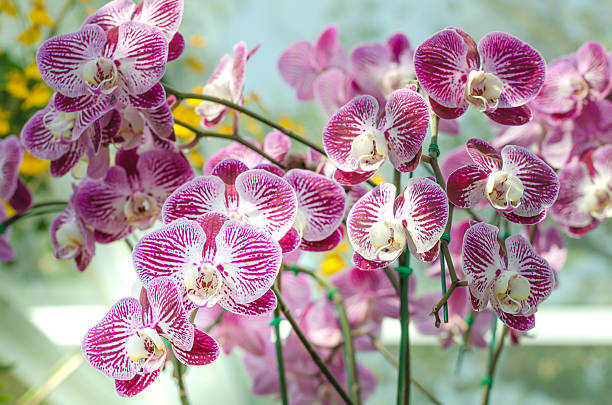 istock beautiful purple orchid - phalaenopsis 506106686