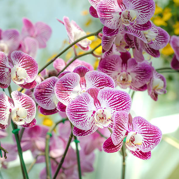 beautiful purple orchid - phalaenopsis purple orchid, beautiful purple orchid - phalaenopsis oncidium orchids stock pictures, royalty-free photos & images