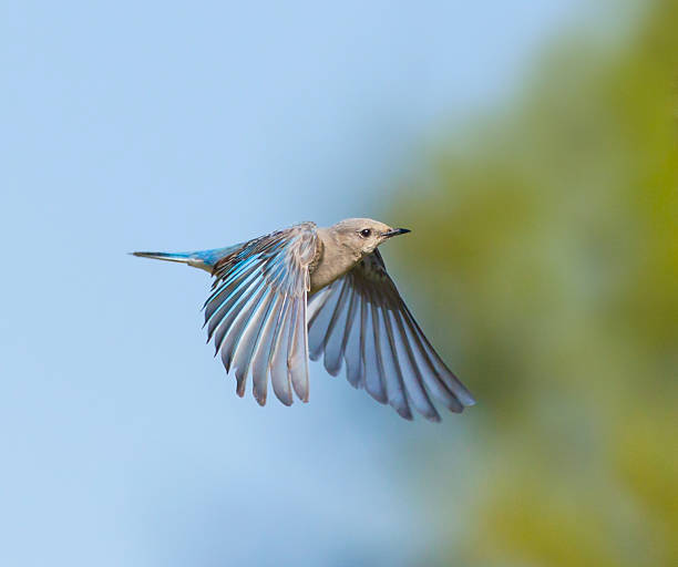 istock Female Bluebird Braking 506107199