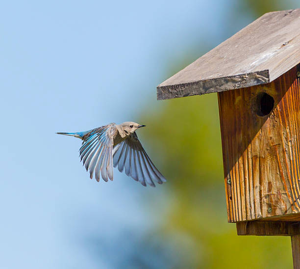 istock Female Bluebird Braking for Birdhouse 506107201