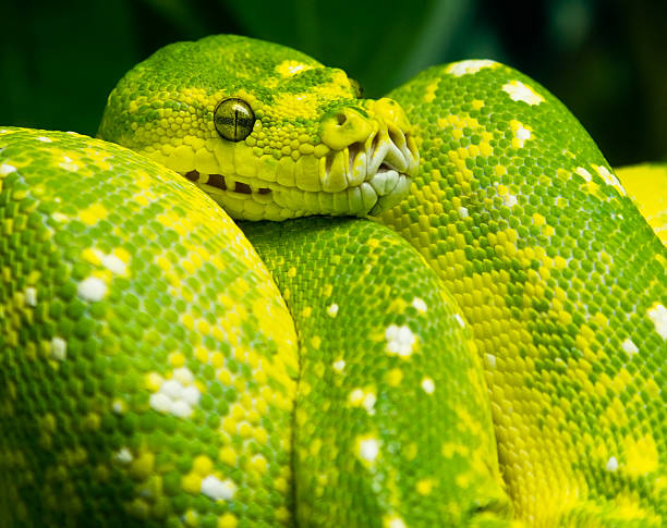 Emerald Tree Boa A vibrant green and yellow Emerald Tree Boa rests in a tree green boa snake corallus caninus stock pictures, royalty-free photos & images