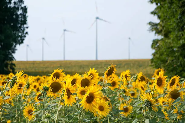 Sunflowerfield in front of windmillpower