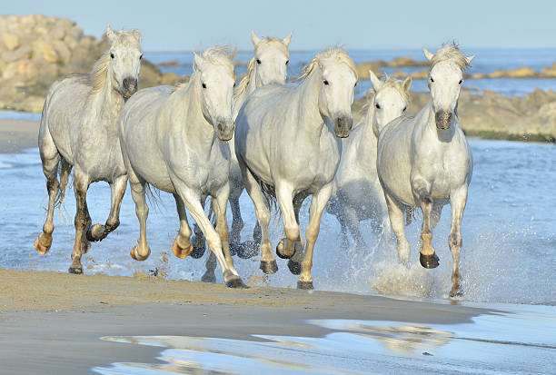 istock Herd of White Camargue Horses 506115632
