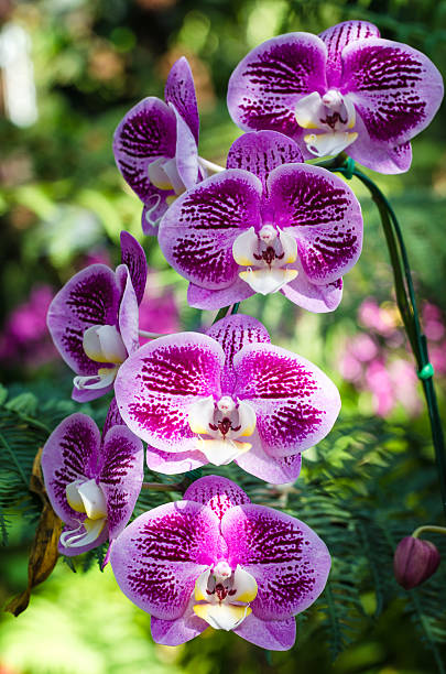 istock beautiful purple orchid - phalaenopsis 506115650