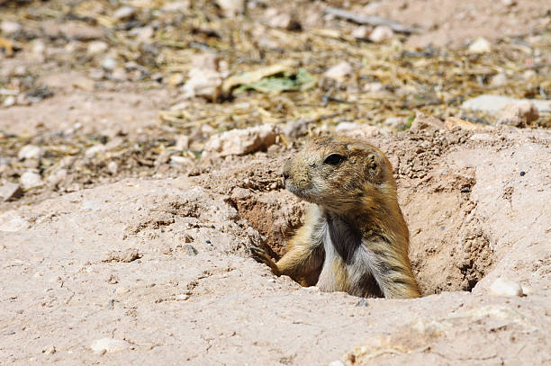 istock Living Desert Zoo Gardens State Park 506115776