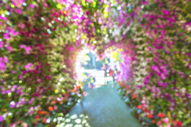 istock beautiful flower heart way in garden 506116880