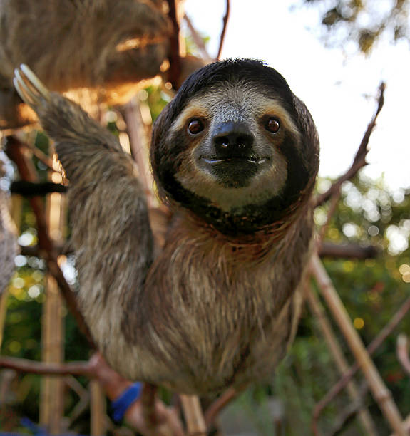 istock Happy Sloth Hanging Around the Rain Forest 506117078