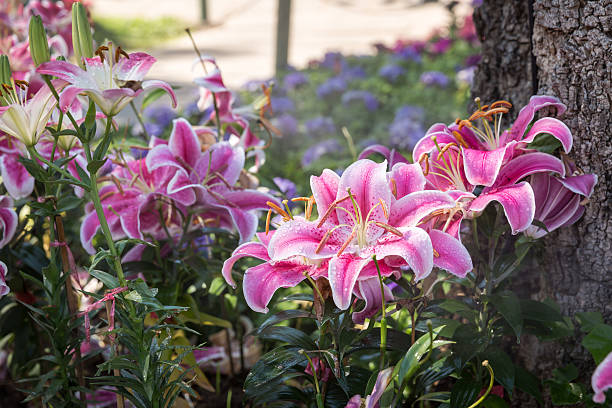 istock Big pink lilly flower 506117304