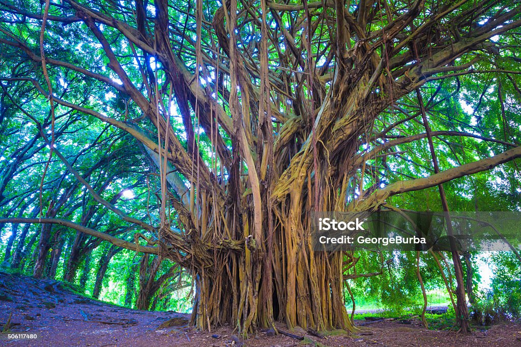 Beautiful banyan tree Giant banyan tree in Hawaii Banyan Tree Stock Photo