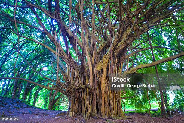 Beautiful Banyan Tree Stock Photo - Download Image Now - Banyan Tree, Maui, Awe