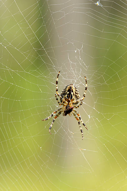 istock European garden spider 506117706