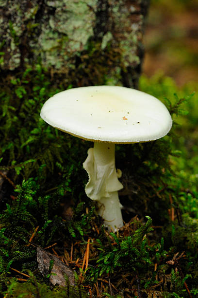 european destroying angel - amanita parcivolvata stockfoto's en -beelden