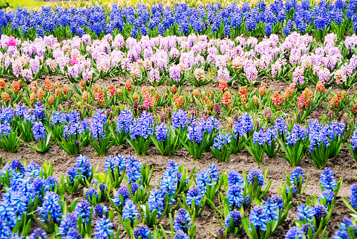 Flowerbed with beautiful hyacinths blooming in springtime.