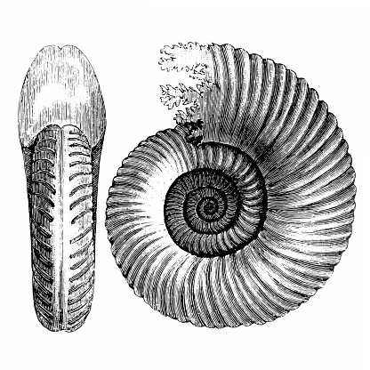 Antique illustration of Ammonite