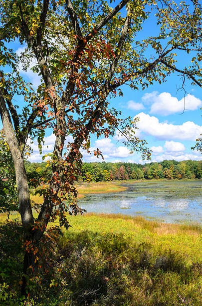 istock Jamestown Audubon Center and Sanctuary 506118996