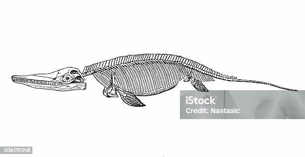 Ichthyosaurus Stock Illustration - Download Image Now - Dinosaur, Fossil, Sketch